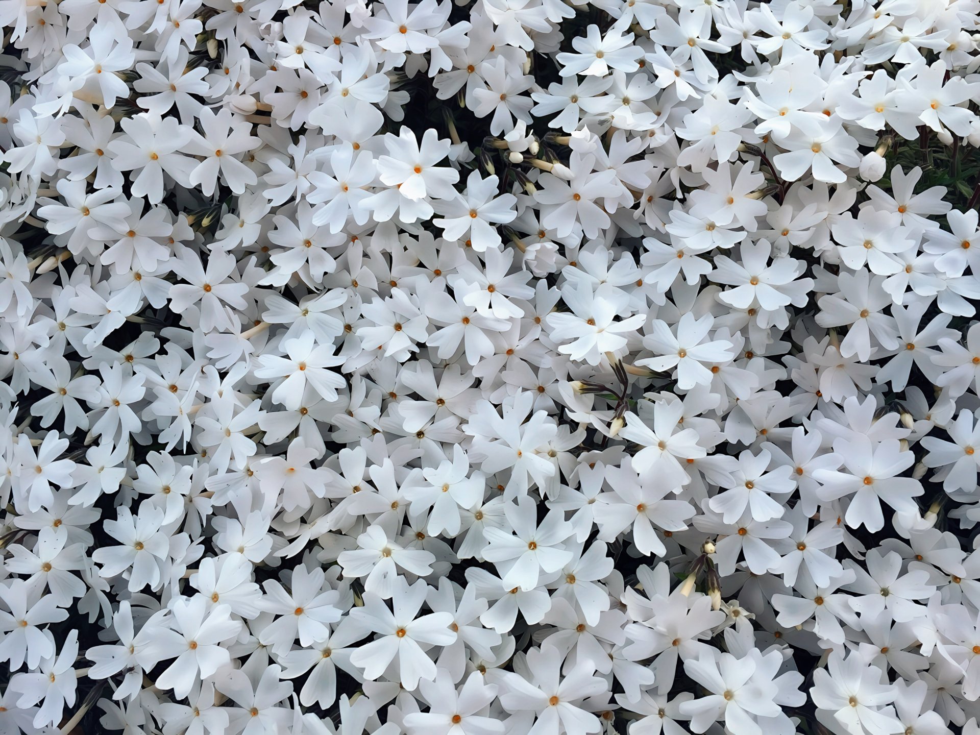 夜に映る白い桜の花